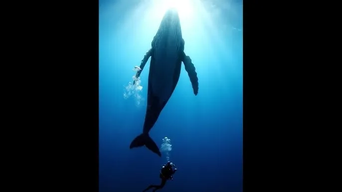一路向西小思 - 深蓝星球：探索海洋深处的未知世界